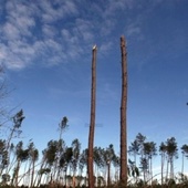 Six ans après la tempête Klaus, où en est la forêt landaise ?